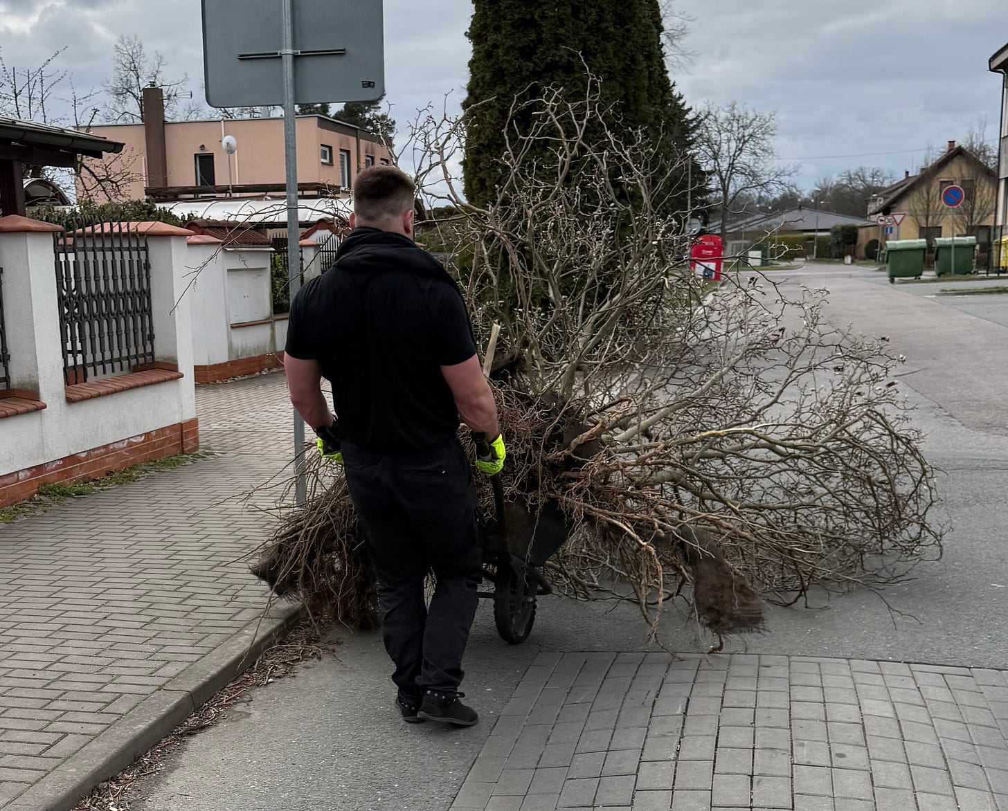 The magnolia tree, planted